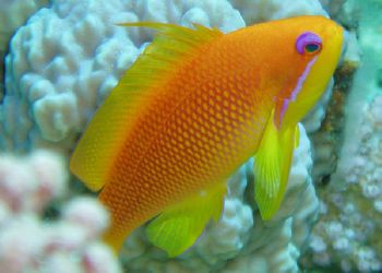 Captured at The Alternatives, No,rthern Red Sea, Olympus ... by Peter Loader 